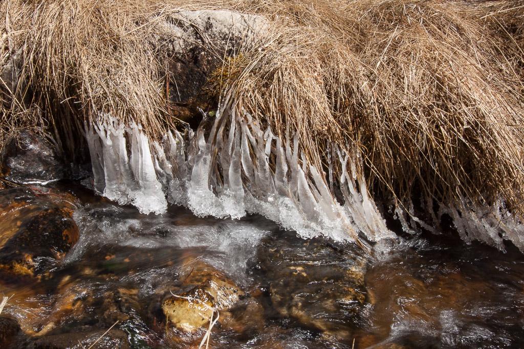 Frozen grass in Great Basin National Park