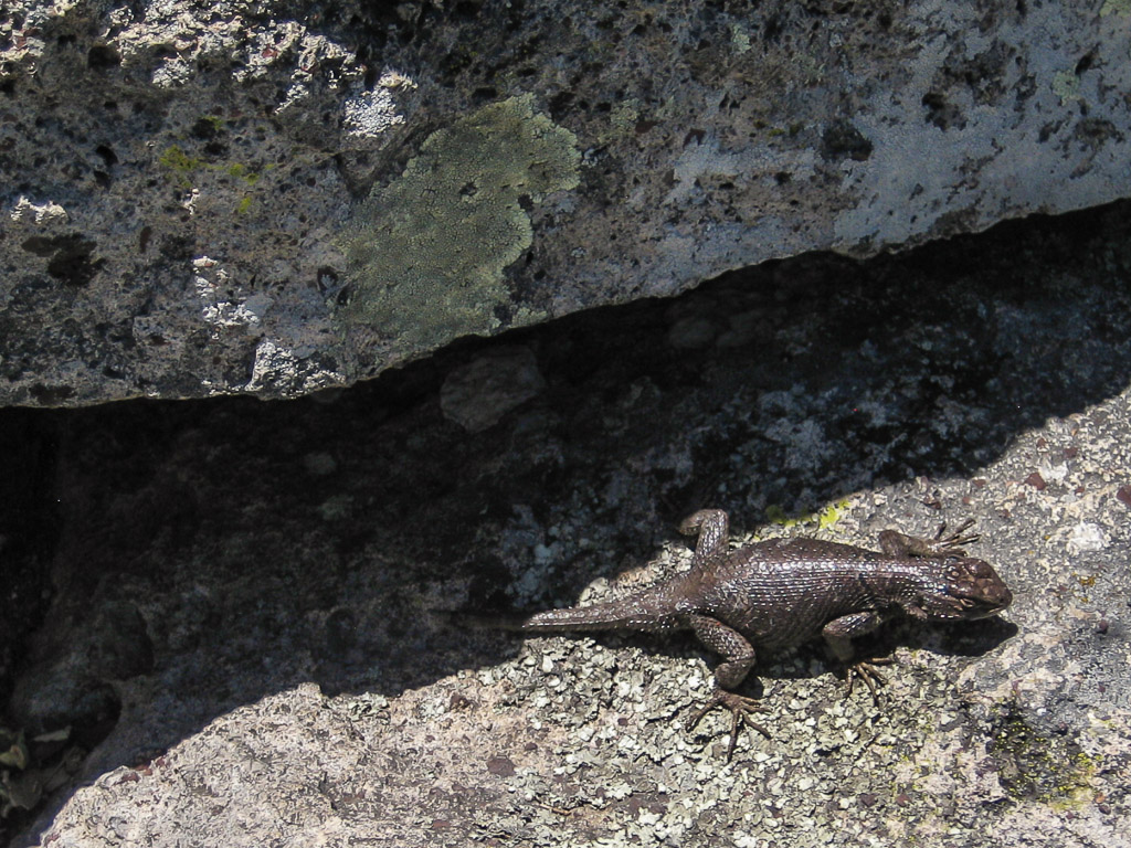 Lizard guarding the summit.