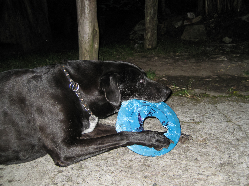 Hobie didn’t mind that there is now a chunk missing from his frisbee.