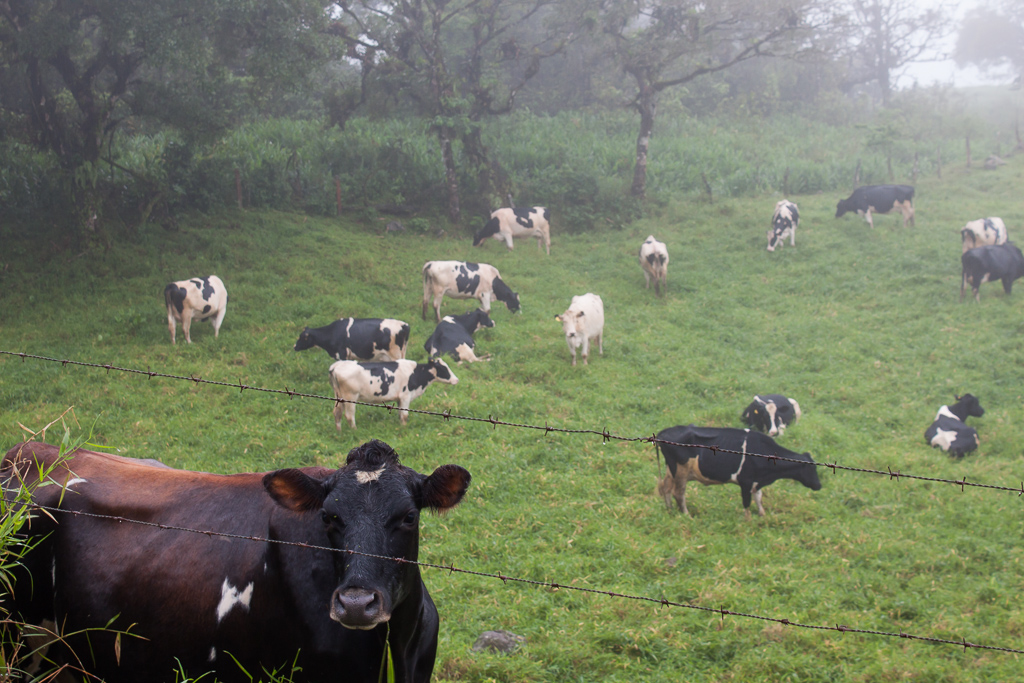 Curious cows in the mist.