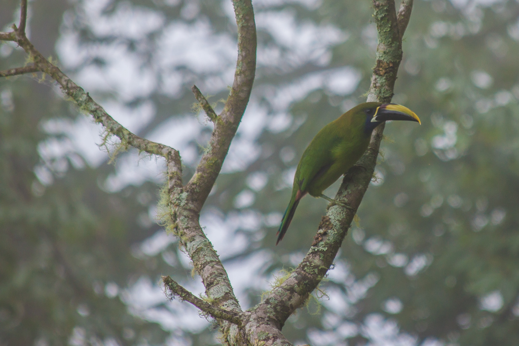 Emerald toucan, Chirripó trail.