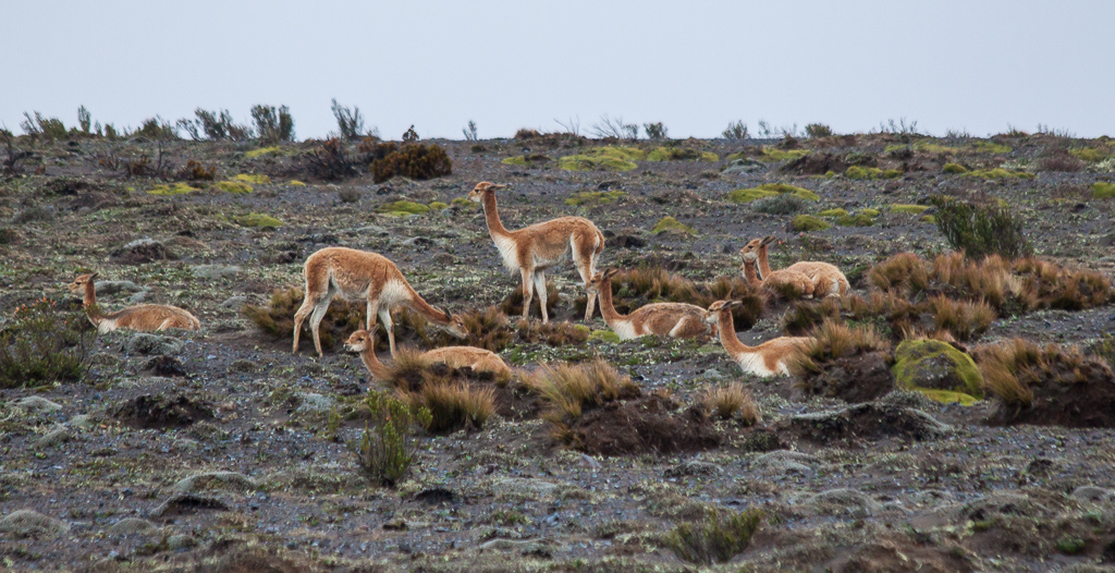 Wild vicuñas next to the visitor center.