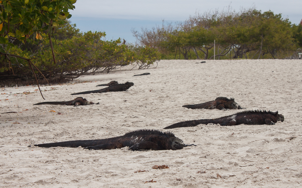Marine iguanas soaking up the sun, Tortuga Bay, Santa Cruz Island.