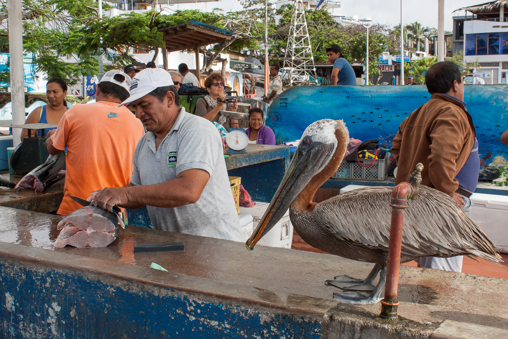 Nosy pelican at the small fish market in Puerto Ayora, Santa Cruz Island.
