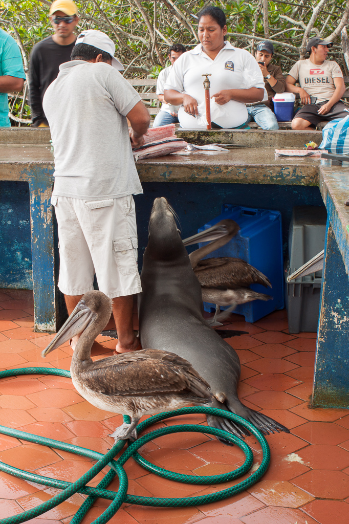 This pushy sea lion stuck his head up right under the counter as the vendors cleaned fish and gobbled up all of the scraps.