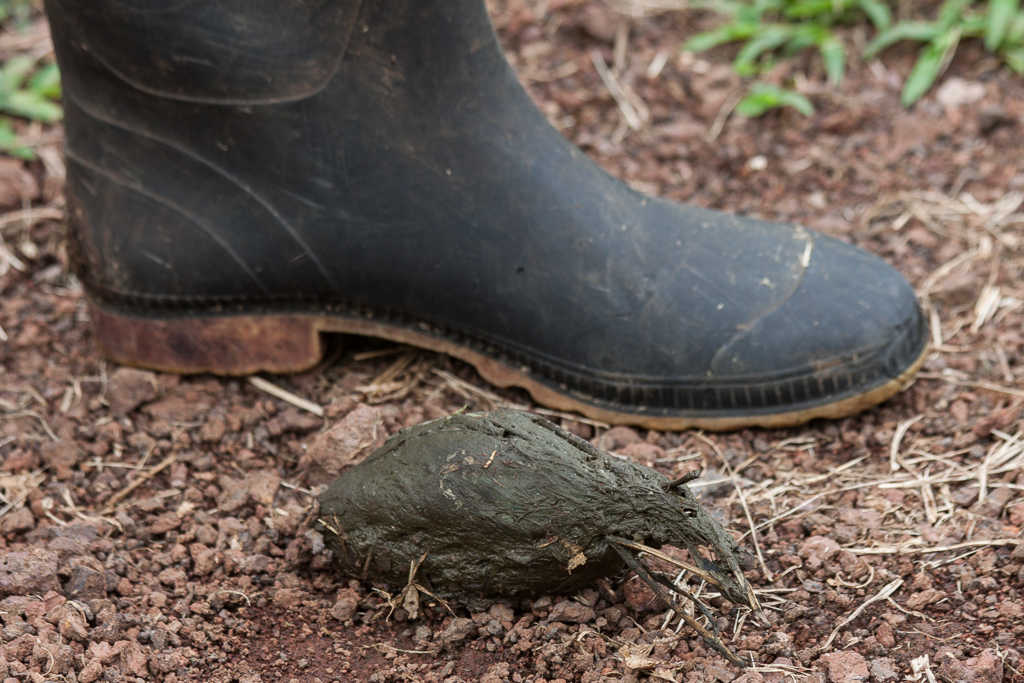 Ever wondered what a giant tortoise turd looks like? This is a small one compared to some of the ones we carefully avoided. Tim's boot for scale.