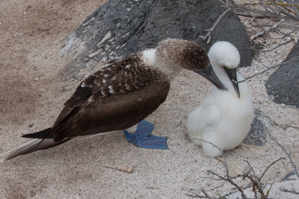 Blue-footed booby and chick.