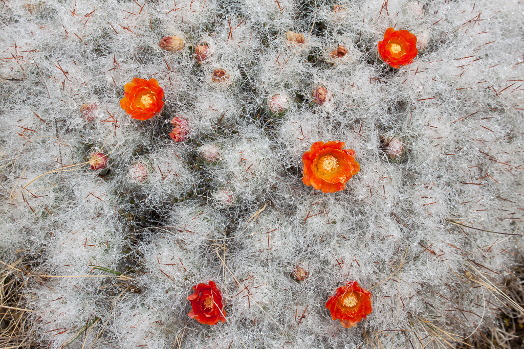 Fuzzy cactus blooms.