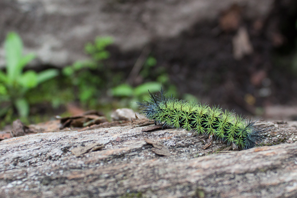 Cool caterpillar on the hike up Montaña Machu Picchu.