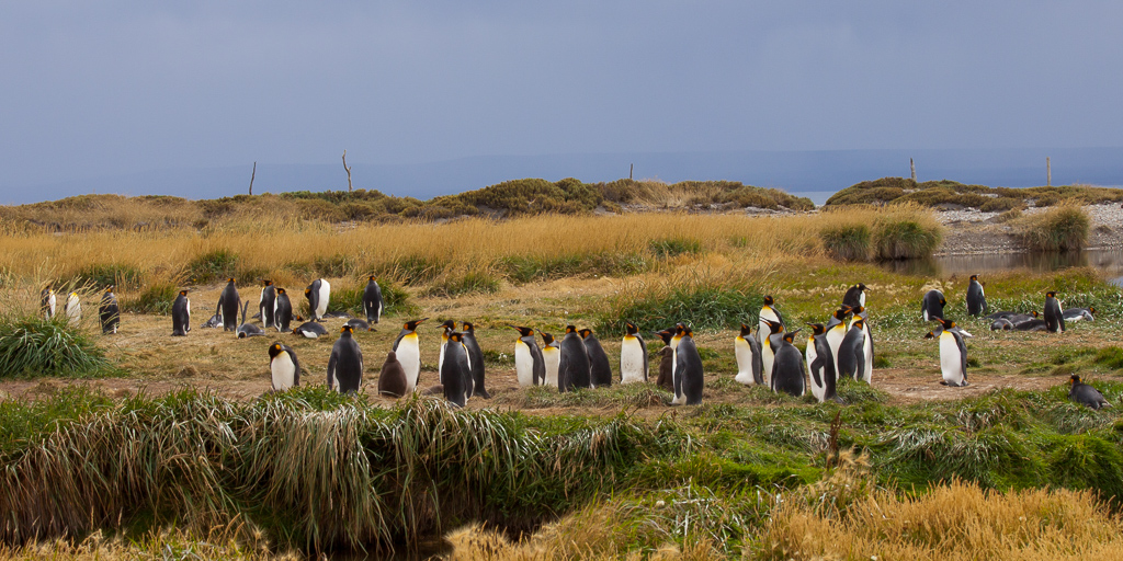 King Penguin colony.