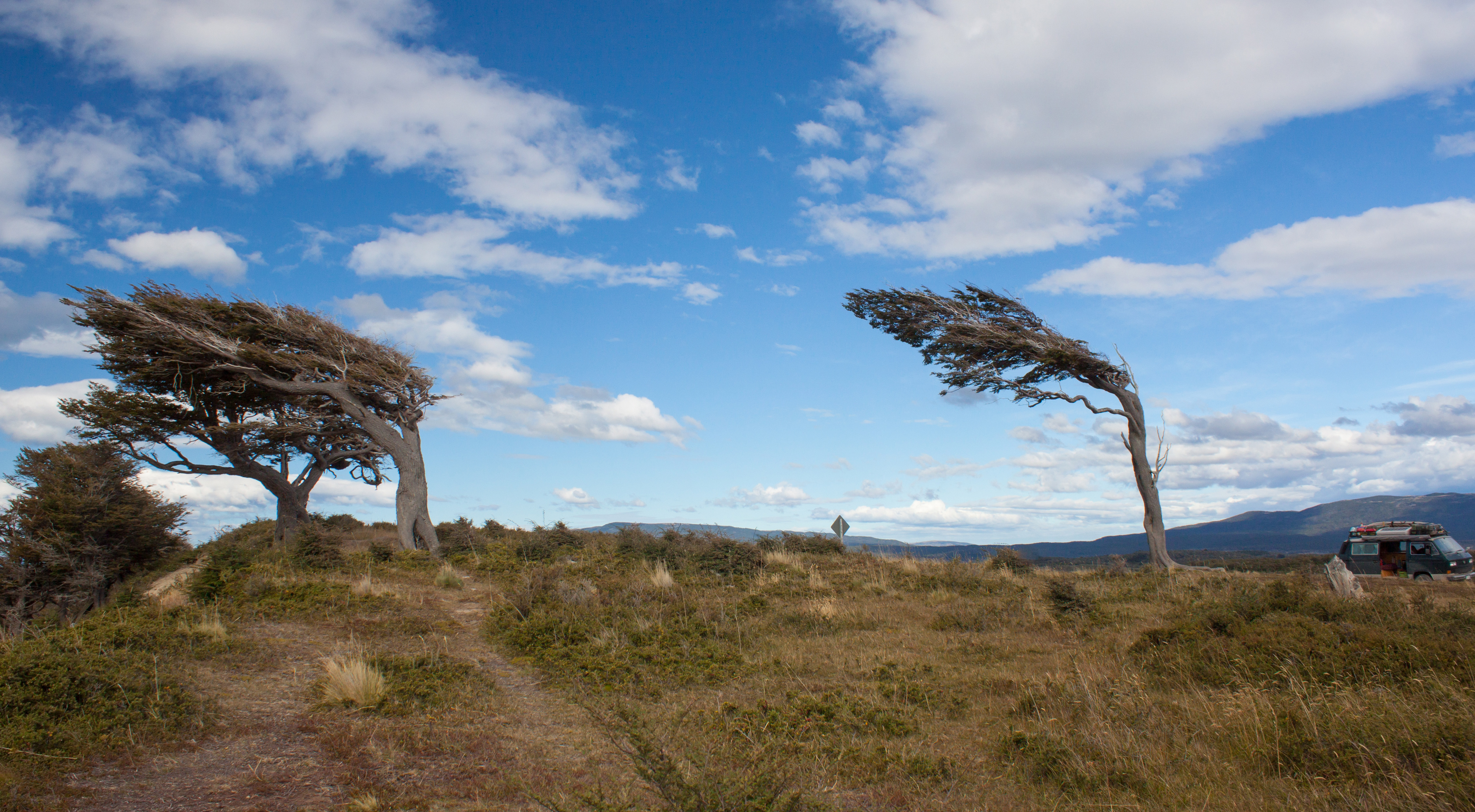 Windy trees, Tierra del Fuego.